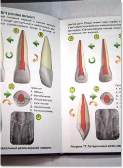 Анатомия зубов и эндодонтический доступ (Апокина А.Д., Кутяев С.А.) 2008 г.