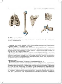 Атлас анатомии человека для стоматологов (М.Р. Сапин, Д.Б. Никитюк, Л.М. Литвиненко) 2013 г. 