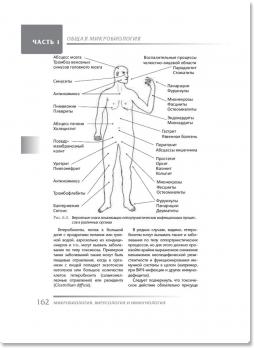 Микробиология, вирусология и иммунология (ред. В. Н. Царёв) 2010 г.